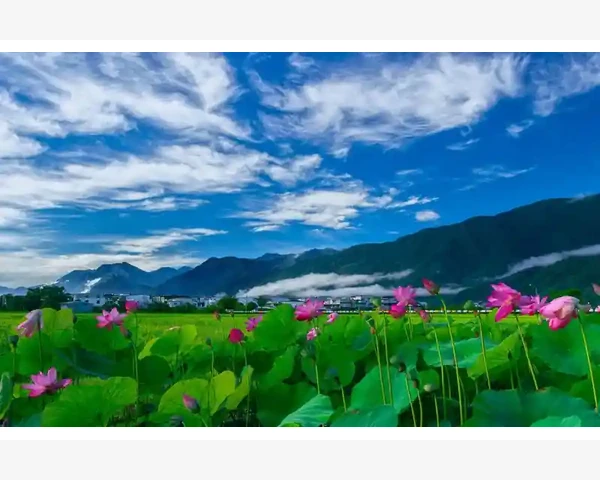 中医经典方剂调理脾胃补肾，让您恢复健康！